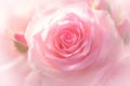 Delicate beauty close up of a fresh pink rose flower Royalty Free Stock Photo