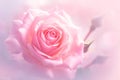 Delicate beauty close up of a fresh pink rose flower Royalty Free Stock Photo