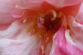 Delicate beauty of close-up pink rose, pastel mauve pink and yellow soft colors. Macro photography background. Love, beauty, welln Royalty Free Stock Photo