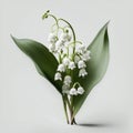Delicate Beauty: The Enchanting Lily of the Valley