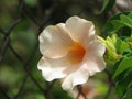 Delicate beauty in a simple flower