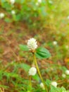 The delicate beauty of a small, white, globe-shaped flower, likely a species of Globe Amaranth Royalty Free Stock Photo