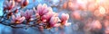 Delicate Beauty of Spring: Magnolia Blossoms in Full Bloom Royalty Free Stock Photo