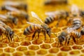 Close-up of honeybees working on a honeycomb, showcasing the intricate details of bee activity and hive structure in a vibrant and Royalty Free Stock Photo