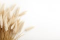 Delicate beige pampas grass plumes gracefully poised against a clean white background, providing a sense of calm and