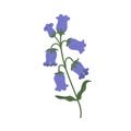 Delicate bell flower isolated on white background. Gorgeous blooming spring bluebell. Elegant botanical floral element
