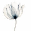 Delicate Black And White Flower With Thin Feathers - Uhd Image Royalty Free Stock Photo