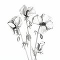 Delicate Black And White Poppy Illustration With Realistic Details