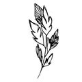 Delicate sketch of leaves. Vector illustration in hand drawn style