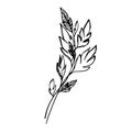 Delicate sketch of leaves. Vector illustration in hand drawn style