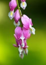 Delicate bleeding heart flower on blurry green background Royalty Free Stock Photo