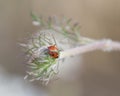 Delicate Bloom of Queen Anne's Lace With a Tiny Ladybug