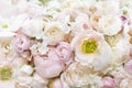 Delicate blooming festive roses and pink summer flowers, blossoming rose flower soft pastel background Royalty Free Stock Photo
