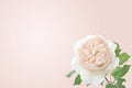 Delicate blooming festive roses and pink summer flowers, blossoming rose flower soft pastel background Royalty Free Stock Photo