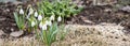 Delicate blooming white snowdrops, The concept of the onset of spring. Copy space Royalty Free Stock Photo