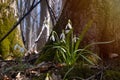 Delicate blossom and buds of common snowdrop, symbol of spring enjoys sunshine, seasonal awakening ecosystem