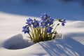 Delicate Blossoms Peeking Through the Contrast of the Freshly Fallen Pure White Snow Blanket