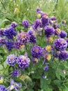 Delicate blue Aquilegia `Christa Barlow` in springtime