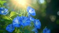 The delicate blue blooms of a morning glory vine their petals seeming to dance in the sunlight as it filters through