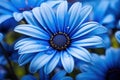 Delicate Blue daisy blossom. Generate Ai