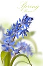 Delicate blue first spring flower ower white Royalty Free Stock Photo