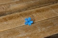 Delicate blue flower on an aged wood background