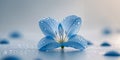 Delicate blue flower with morning dew drops Royalty Free Stock Photo
