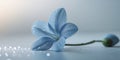 Delicate blue flower with morning dew drops. Royalty Free Stock Photo
