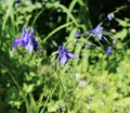 Delicate blue flowers of Aquilegia Catchment Olympic