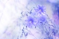 Delicate blue flowers of flax on a beautiful blurred background. Dreamy art image, beautiful natural background. Selective focus