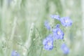 Delicate blue flowers of flax on a beautiful green background. Linen outdoors. Selective focus.