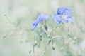 Delicate blue flowers of flax on a beautiful green background. Linen outdoors. Selective focus.