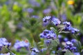 Delicate blue flowers among the grass. Forget-me-nots. Plants. Spring and summer. Royalty Free Stock Photo