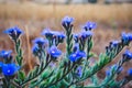 Delicate blue flowers, large blue alkanet Anchusa arvensis in the wild