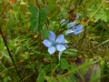 Delicate blue flowers