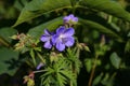 Delicate blue flowers of the meadow geranium Royalty Free Stock Photo