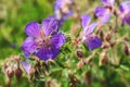 Delicate blue flowers of the meadow geranium Geranium pratense. Wild flower. A geranium flower growing on a summer meadow Royalty Free Stock Photo