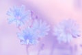 Delicate blue flowers on a pink background. Soft artistic image of summer flowers in the open air.