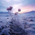 Delicate blue flowers. A sunset in the back. Flowering flowers, a symbol of spring, new life