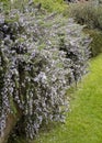 Rosmarinus officinalis McConnell`s Blue Rosemary