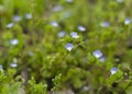 Delicate blue flowers Veronica Beccabunga 2