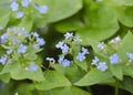 Delicate blue flowers Veronica Beccabunga