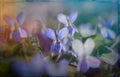 Delicate blue forest violets. Spring easter card