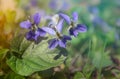 Delicate blue forest violets. Spring easter card Royalty Free Stock Photo