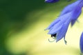 Delicate blue hosta flowers on blur nature green background. Beautiful garden flowers Royalty Free Stock Photo