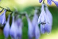 Delicate blue hosta flowers on blur nature green background. Beautiful garden flowers Royalty Free Stock Photo