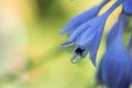 Delicate blue hosta flowers on blur nature green background. Beautiful garden flowers Royalty Free Stock Photo