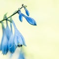 Delicate Blue Hosta Flowers On Blur Nature Green Background. Beautiful Garden Flowers