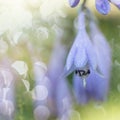 Delicate blue hosta flowers on blur nature green background. Beautiful garden flowers Royalty Free Stock Photo