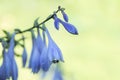 blue hosta flowers on blur nature green background. Beautiful bell garden flowers. Shallow depth of field Royalty Free Stock Photo